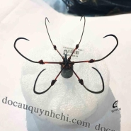 LỤC BÍNH BẠC - HÁI